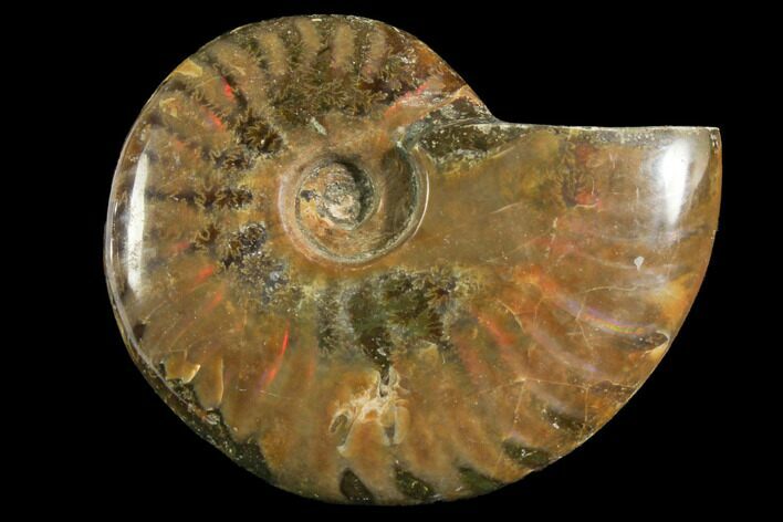 Red Flash Ammonite Fossil - Madagascar #151786